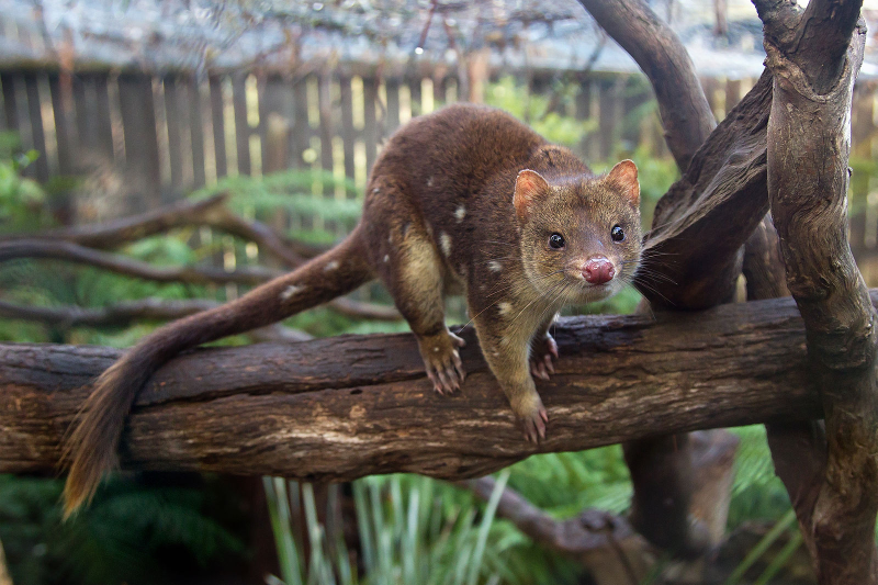 A spotted-tail quoll in Bonorong Wildlife Park, Tasmania.